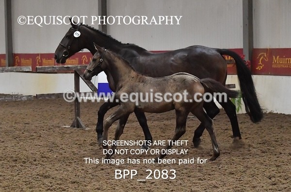 BPP_2083 - AFTERNOON 12.30 - 3.30PM
