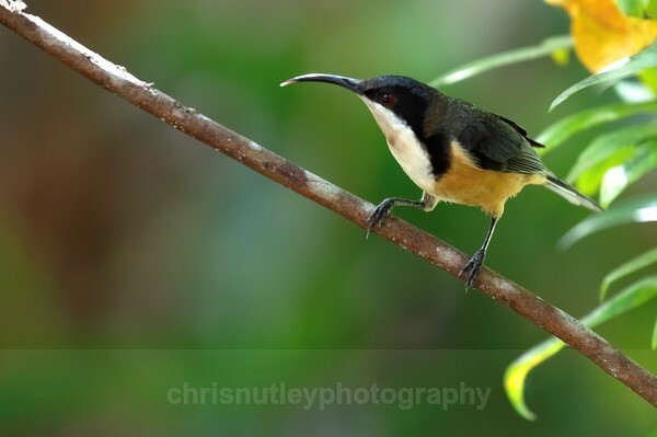  - Australian Birds