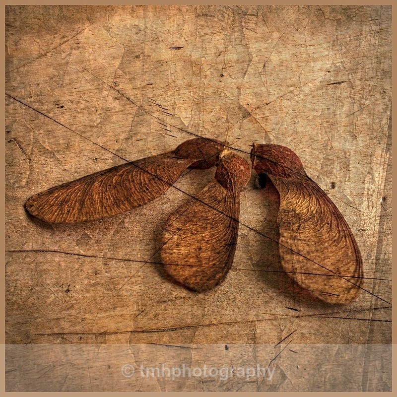 Sycamore Seeds. - Still Life / Contemporay Art