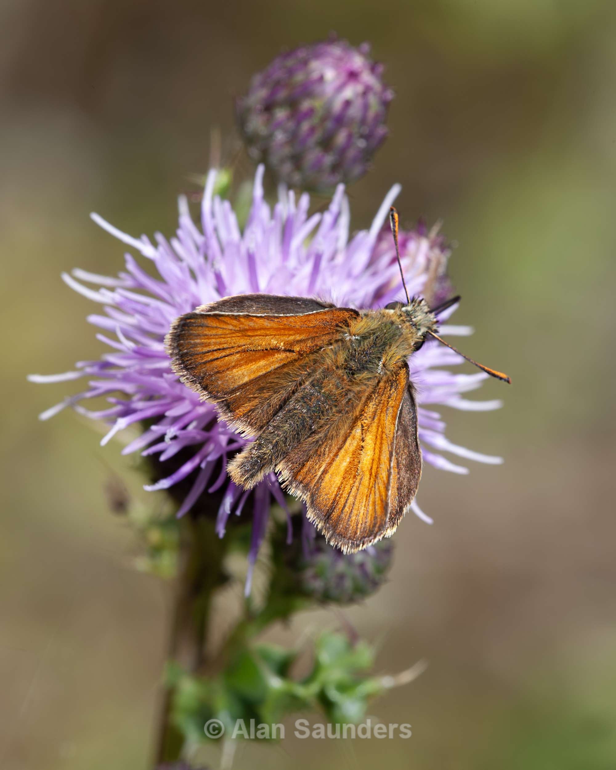 Small skipper 1