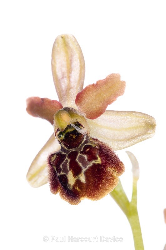  - WB: Orchids - Ophrys