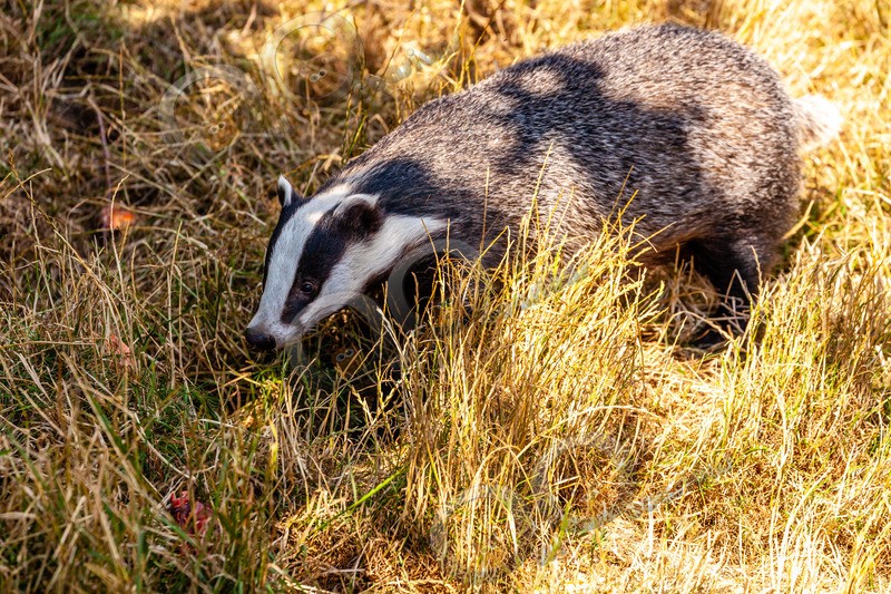 badger Meles meles-8743 - UK Wildlife