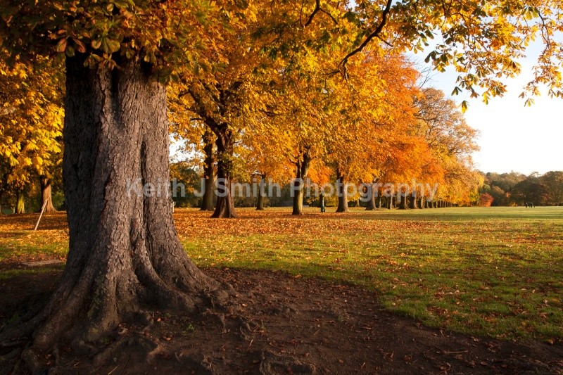 KJS_5767 - Abington Park & Northampton Town.