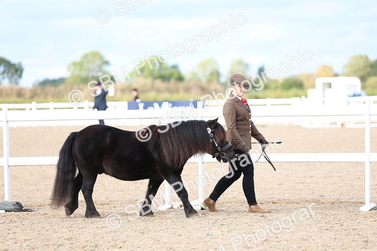 SBM_18674 - Class 317 - IH Pure Bred Horse-Pony