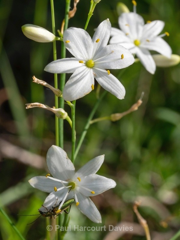 Branched St Benard's Lily (Anthericum ramosum) - Wild Flowers 2020