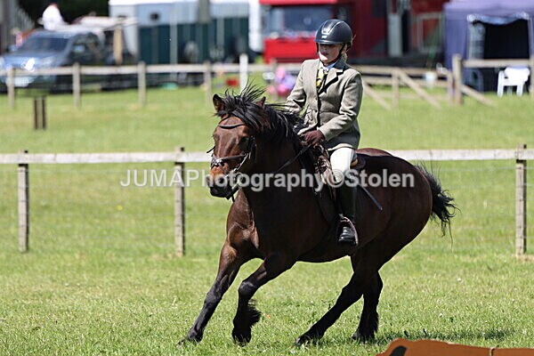 IMG_3616 - Working Hunter
