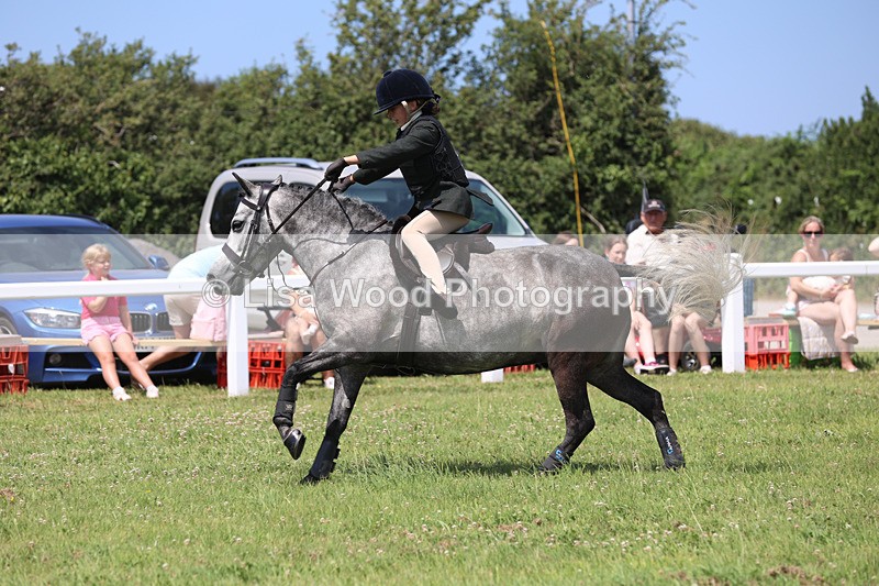 JPP_2616 - Class 21: Working Hunter 60cm