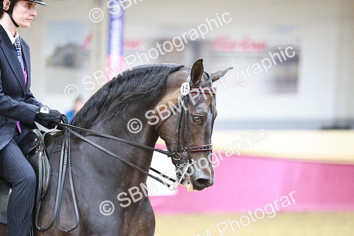 SBM_09079 - Class 12R - Regional Ridden Pre-Vet
