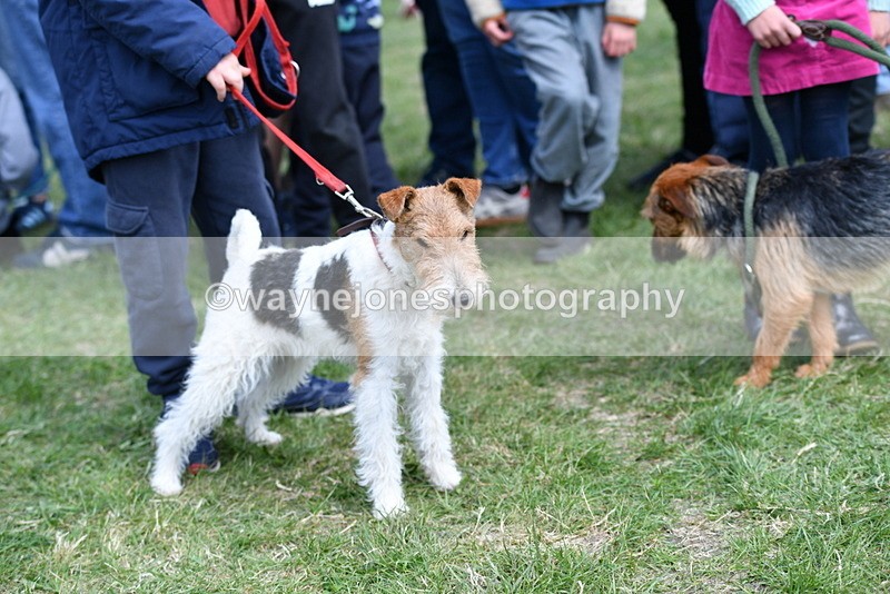 WJ5_0507 - Class 7 Best Terrier