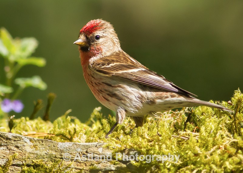 Astland Photography, Bird and Wildlife Images, Susan and Peter Wilson, U.K.