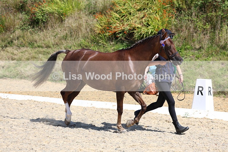 3E7A9849 - In Hand Championship