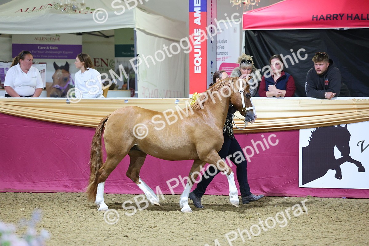 0B8A4555 - Class P Veteran Champ