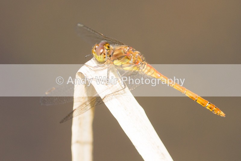 20160704-3K8A5713 - Dragonflies & Damselflies