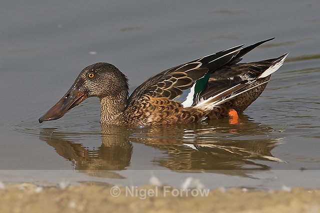 Shoveler - Shoveler
