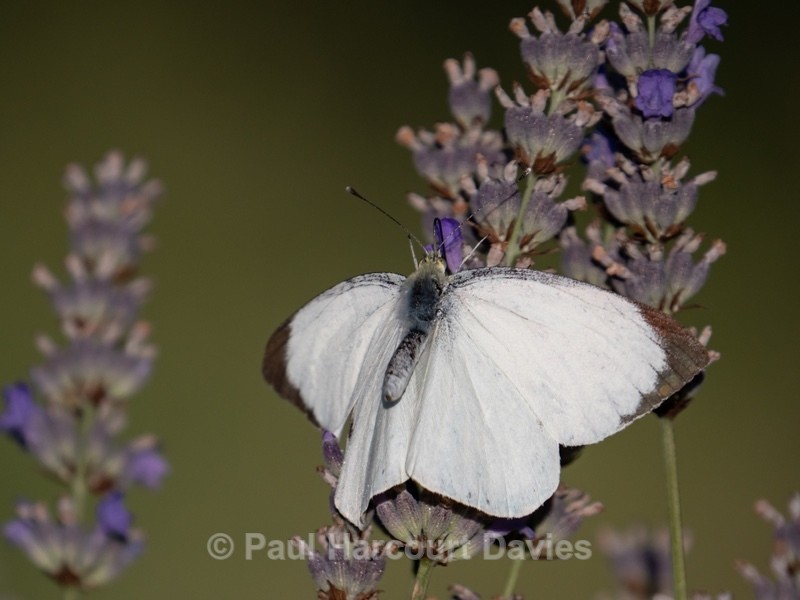 Large white (Pieris brassicae) ♀︎ - Insects, Spiders and other Animals