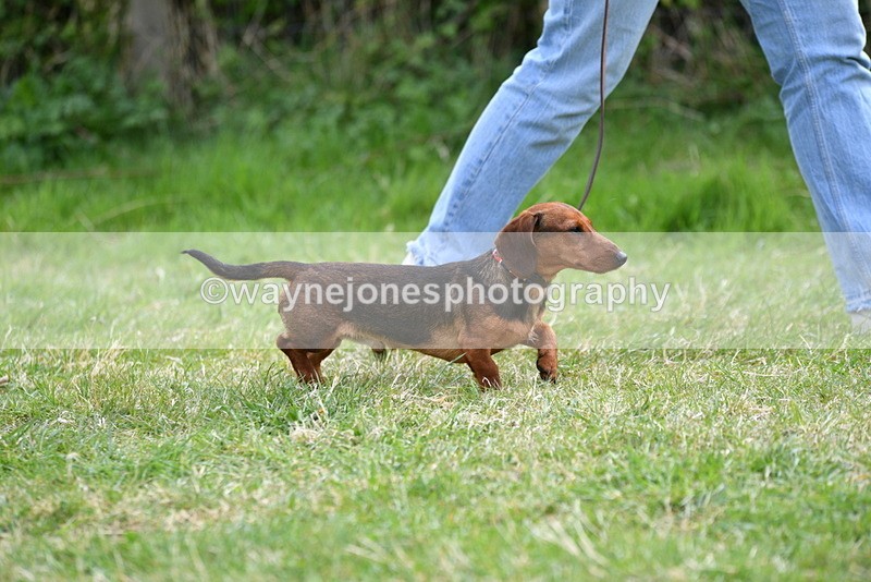 WJ5_9552 - Class 3 Most Handsome Dog