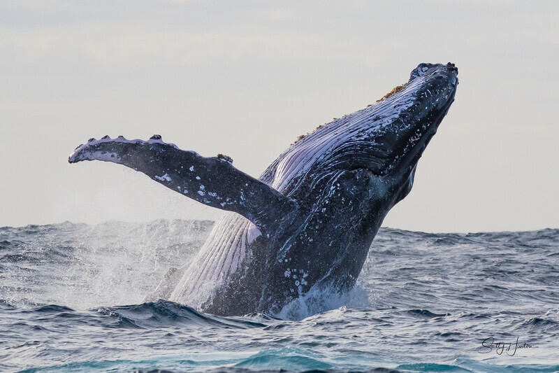 Whale Breach 2 0A3A9880 - Humpback Whales