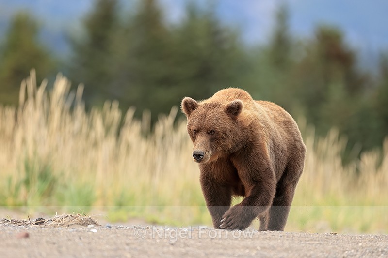 Grizzly Bear (female) beach walk, Lake Clark NP, Alaska - Brown Bear