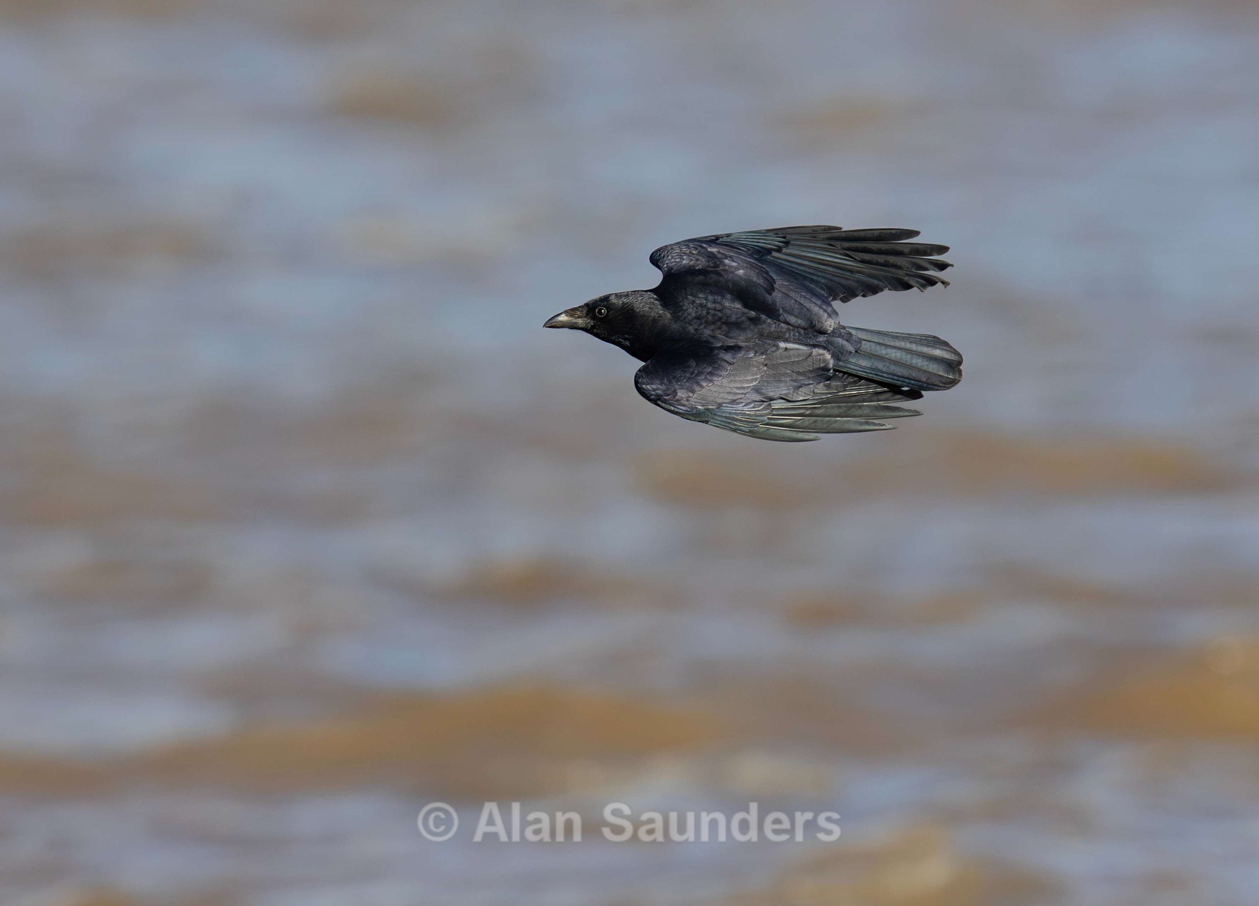 Carrion Crow 3