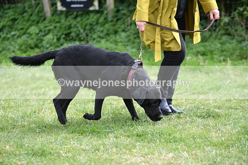 WJ5_9528 - Class 3 Most Handsome Dog
