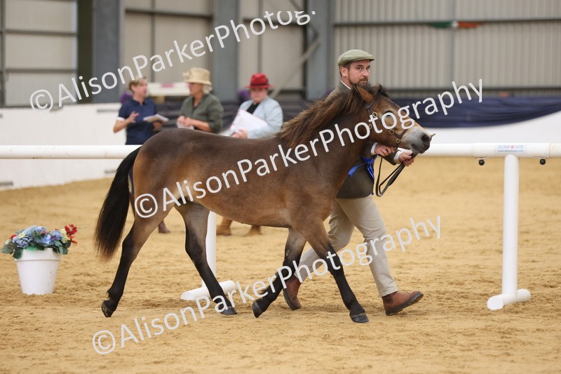 20260913-1304 - Class 113 - Yearling
