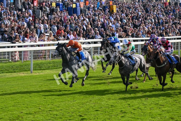 111025-Race 2-Grey Cuban-8308 - Race 2 Coral 'Pipped At The Post' Handicap at York