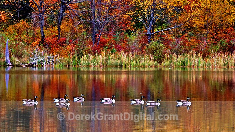 Canada Geese New Brunswick Carleton-Victoria Autumn Foliage