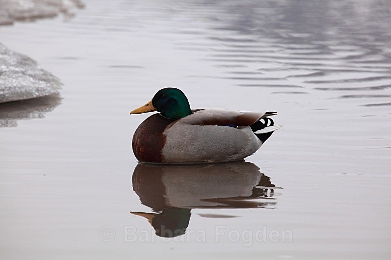 A lost Mallard 7206 - Wildlife