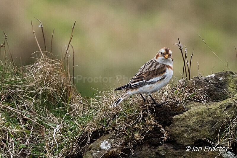 Snow Bunting! - Nature