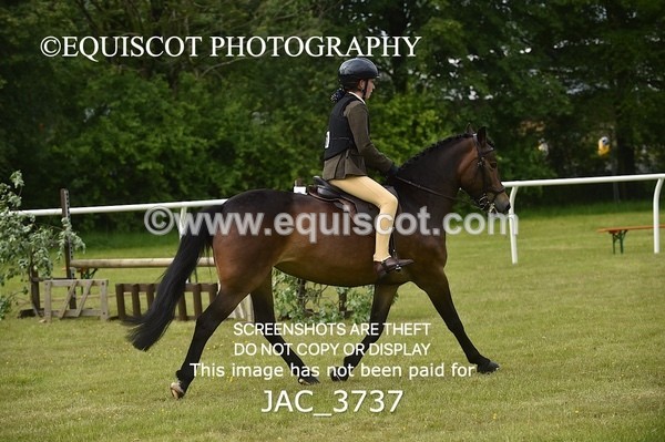 JAC_3737 - 75CM WORKING HUNTER