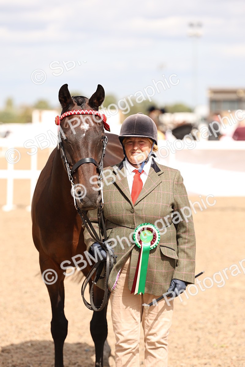 SBM_15408 - Class 210- IH Show Horse