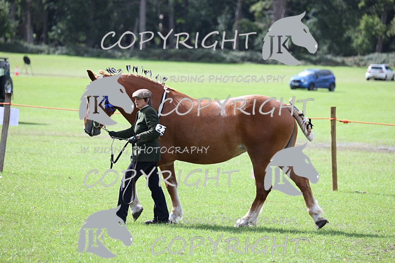 APP_3405 - Class 5 In Hand Championship