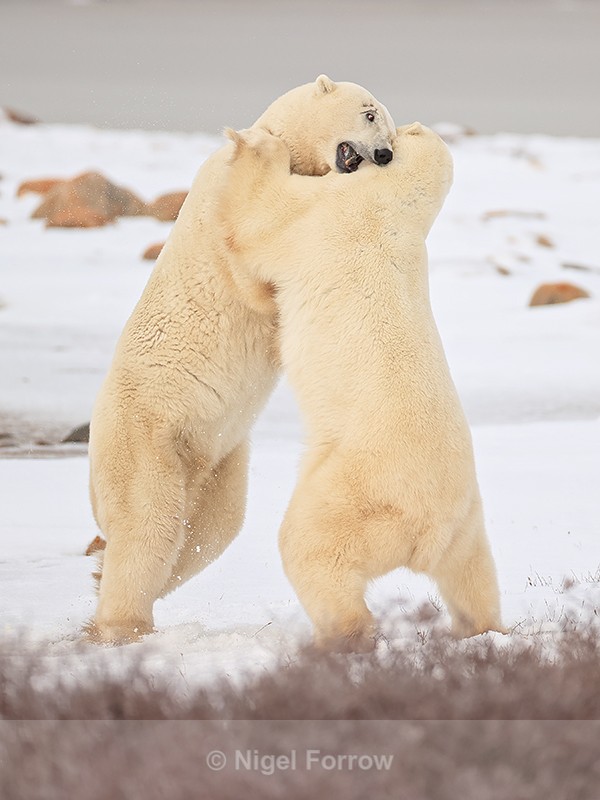 Male Polar Bear wrestling match, Churchill, Canada - Polar Bear