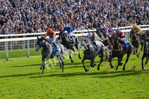 111025-Race 2-Grey Cuban-8297 - Race 2 Coral 'Pipped At The Post' Handicap at York