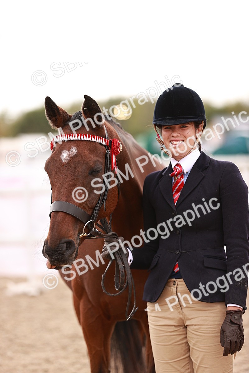 SBM_16222 - Class412 - Handsome Gelding (IH  or Ridden) Adult