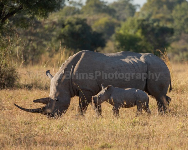 safari-178 - African Wildlife