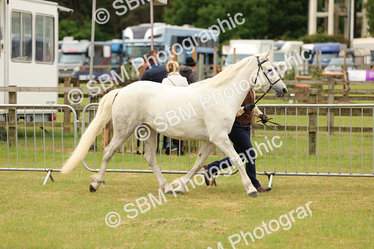 SBM_04166 - Class 64-67 - Shetland Pony In Hand