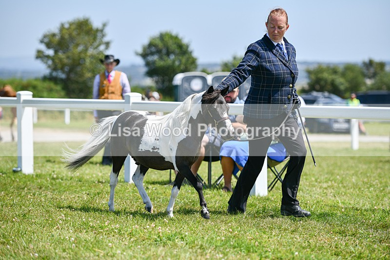 DSC_7276 - Miniature Horse Championship