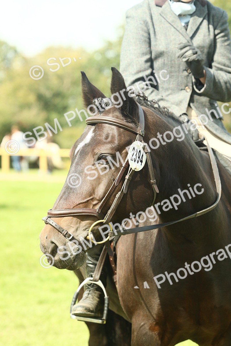 SBM_66644 - S34 - Rehabilitated Rescue Horse & Pony In Hand & Ridden