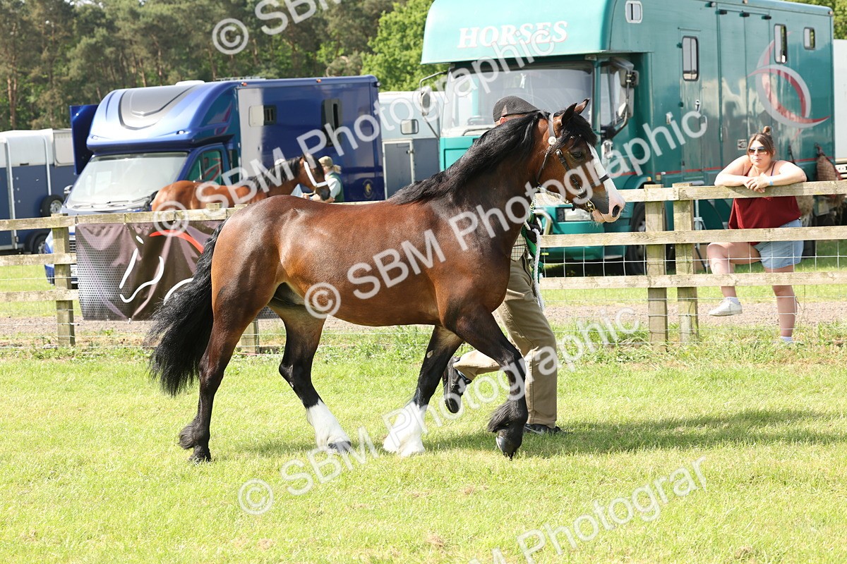 SBM_02202 - Class 6-13 - Mountatin and Moorland In Hand Welsh Breeds