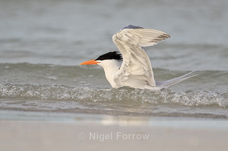 Royal Tern (breeding adult) bathing, Fort De Soto Park, Florida - Royal Tern