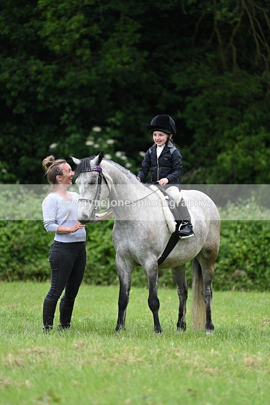 WJ7_4211 - Class 14A Handsome Gelding