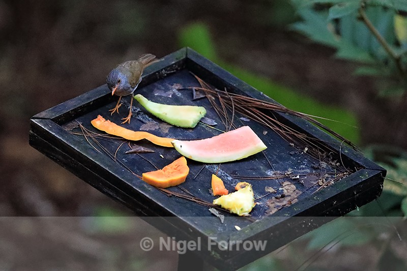 Orange-billed Nightingale-Thrush on feeder table, Boquete, Panama - Orange-billed Nightingale-Thrush