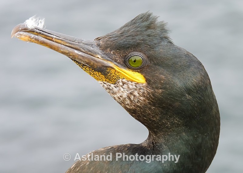 Astland Photography, Bird and Wildlife Images, Susan and Peter Wilson, U.K.