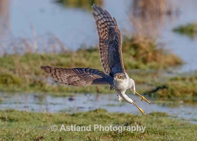 Astland Photography, Bird and Wildlife Images, Susan and Peter Wilson, U.K.