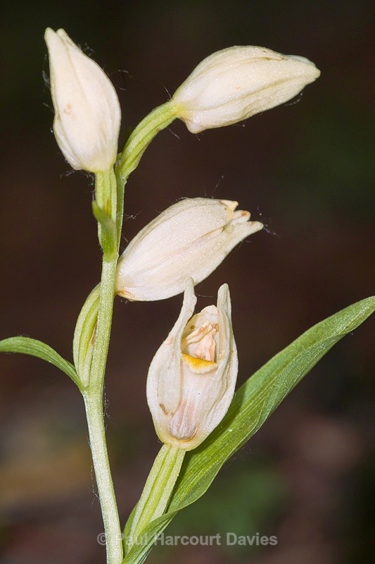  - Orchids - Various