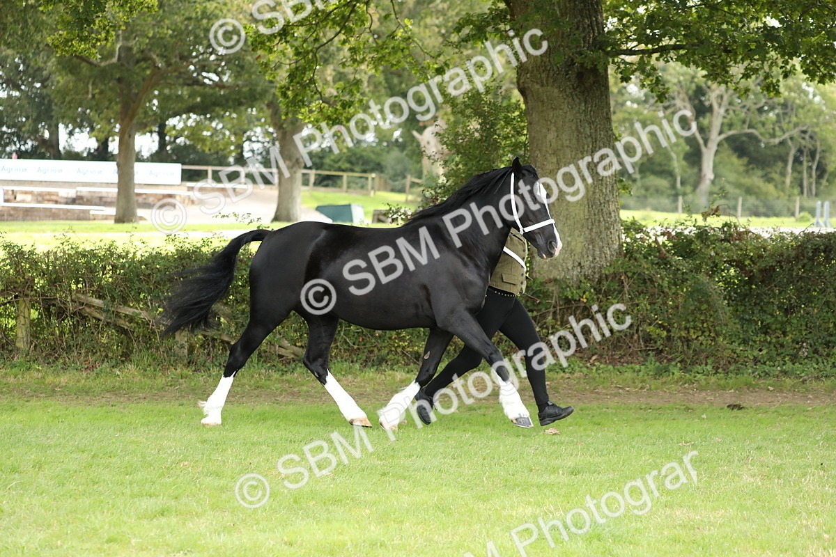 SBM_65399 - S47 - Mountain & Moorland In Hand Large Breeds