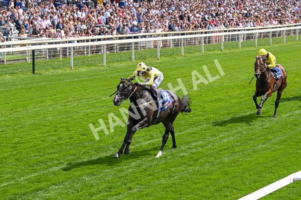 260725-Race 3-Royal Champion-7438 - Race 3 2.40pm Sky Bet York Stakes
