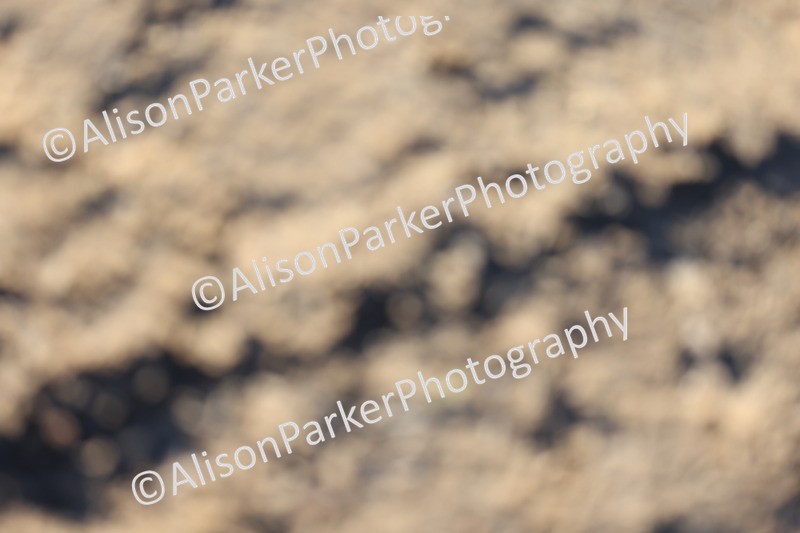 20251130-0974 - Class 3 - 80cm