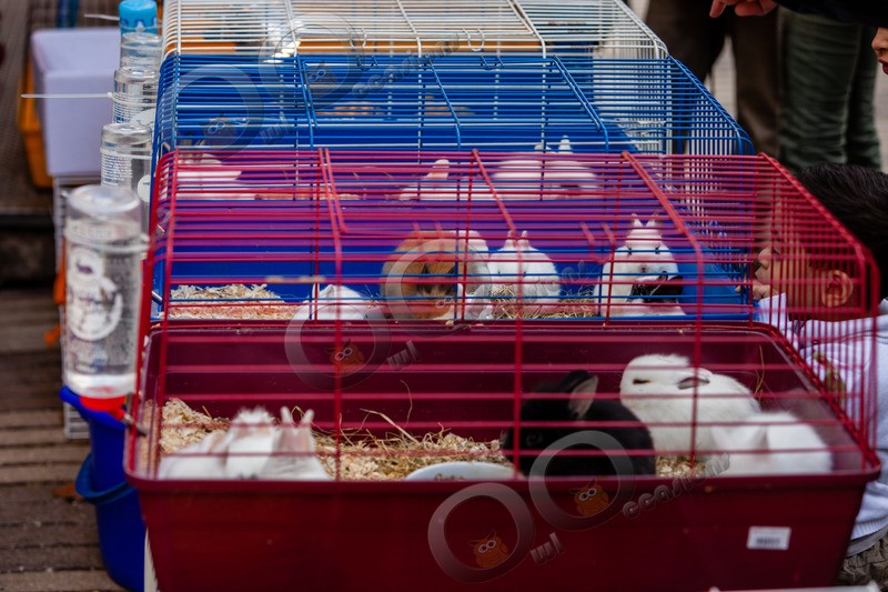 Domestic rabbit Oryctolagus cuniculus-5718 - Pet Photography